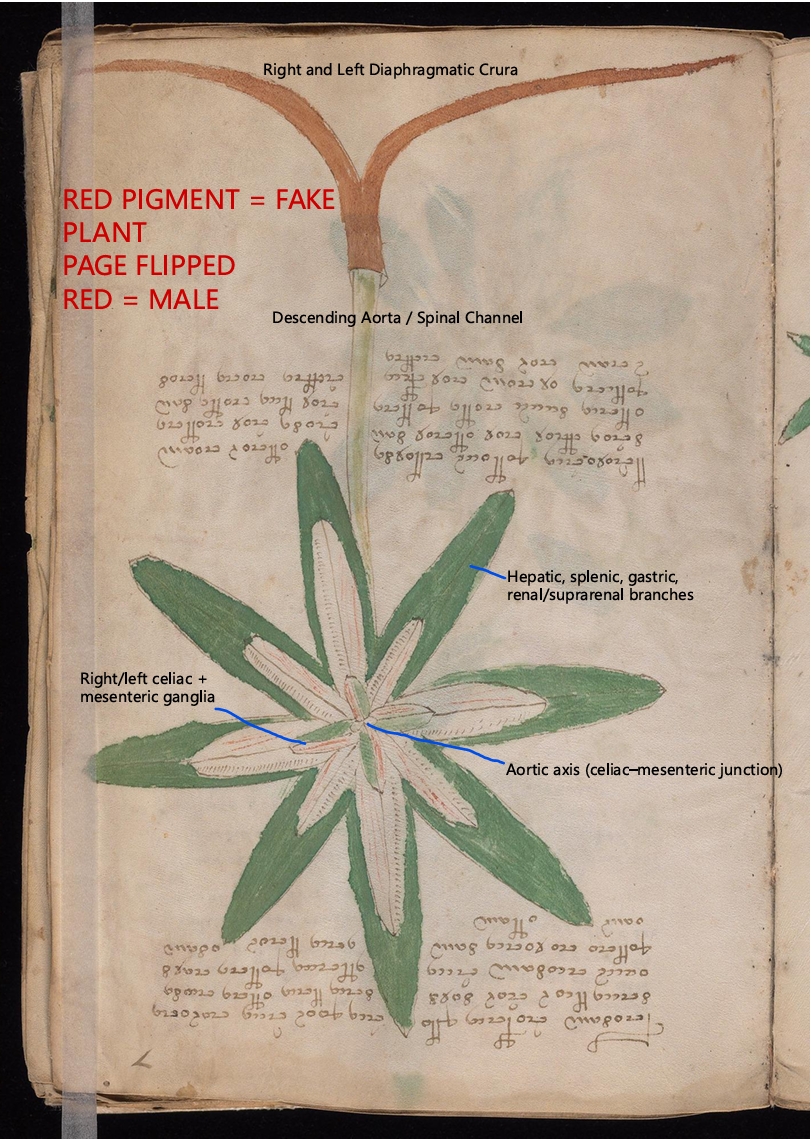 Labelled diagram of Folio f7r